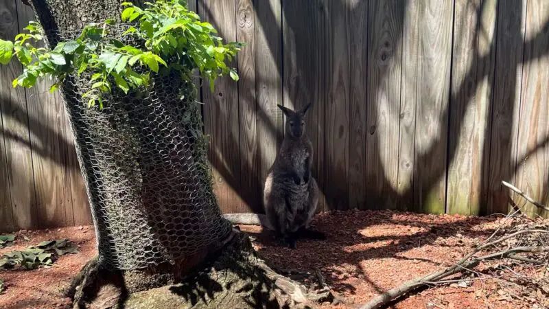 Columbian Park Zoo Lafayette - Cangaroo