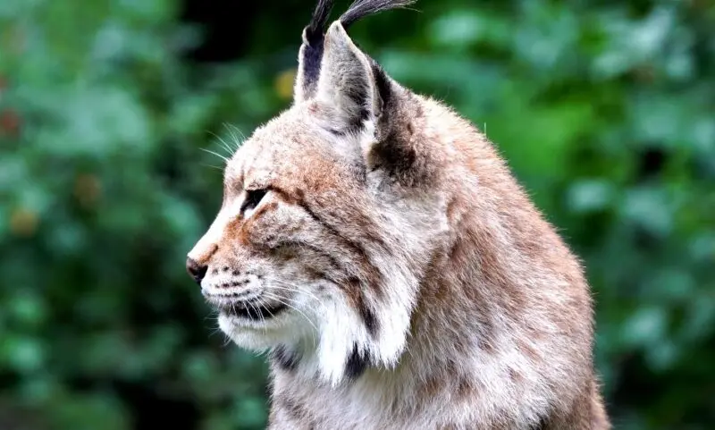 Indiana forests bobcats