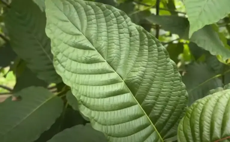 Kratom ban Indiana