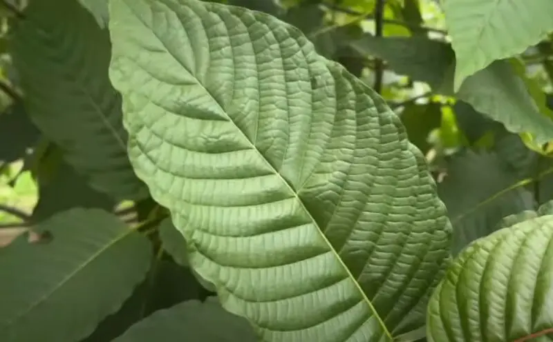 Kratom ban Indiana