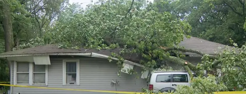 Woman Dies After Tree Falls