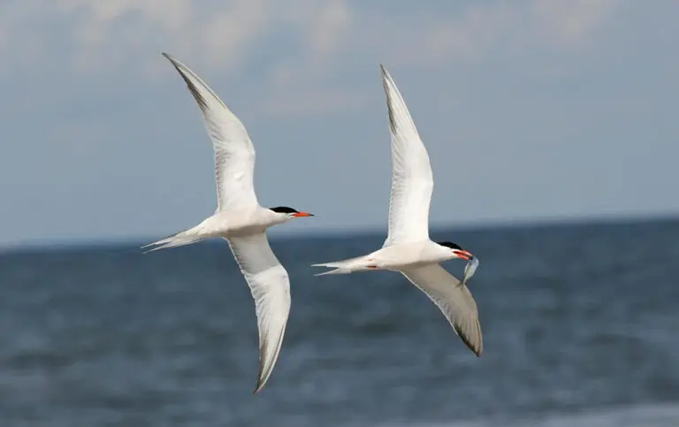 Seagulls flying of the Great Lakes