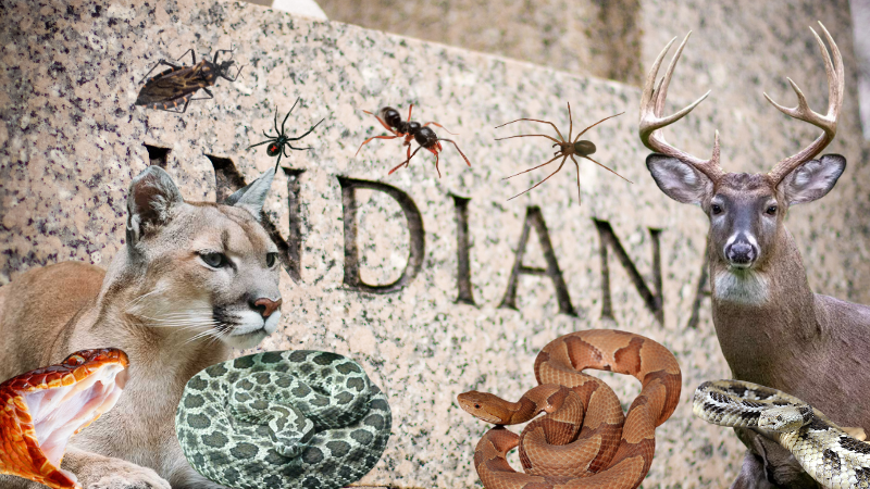 Indiana dangerous animals