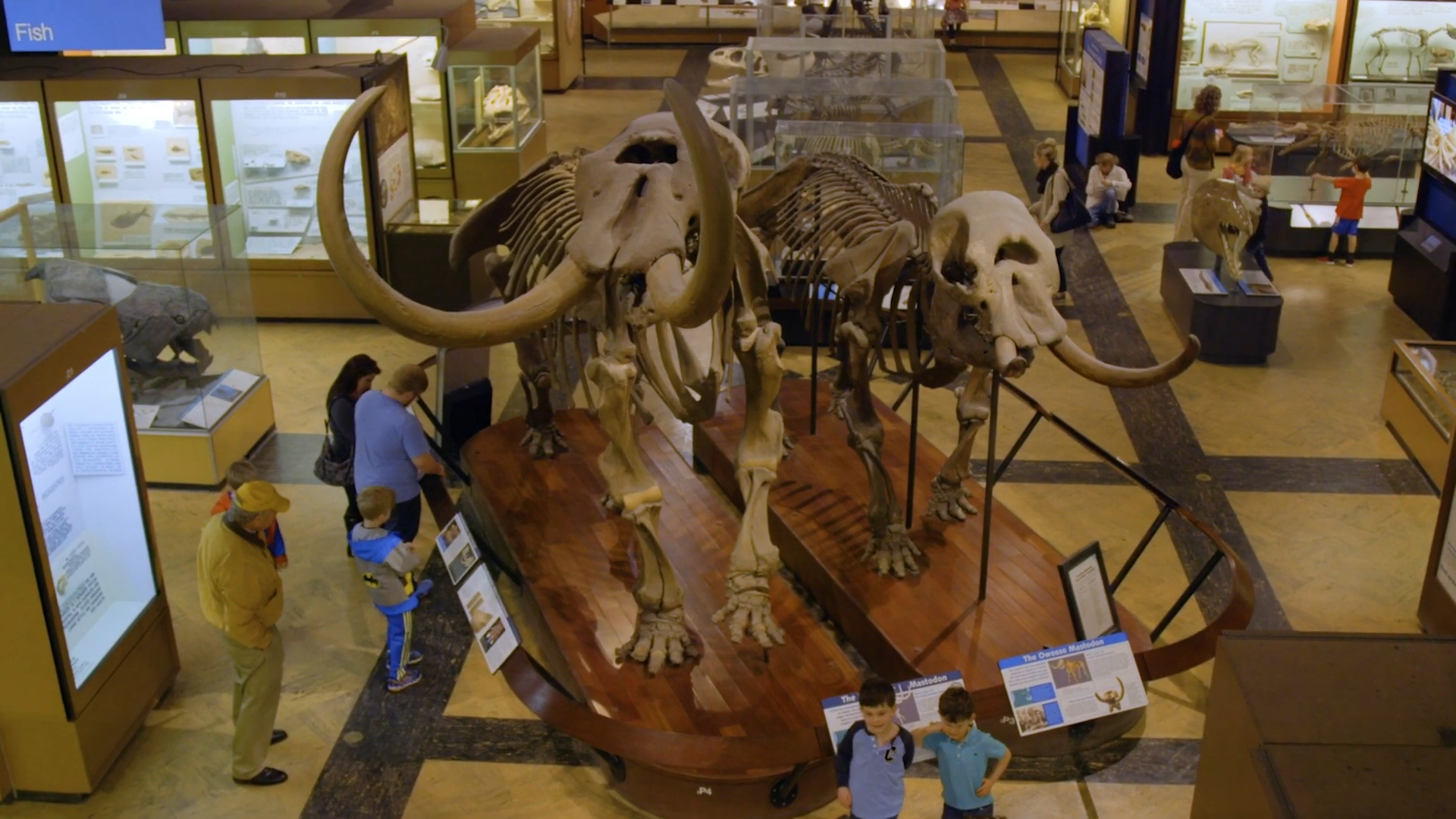 Alternate Fossil Proposals - American Mastodon