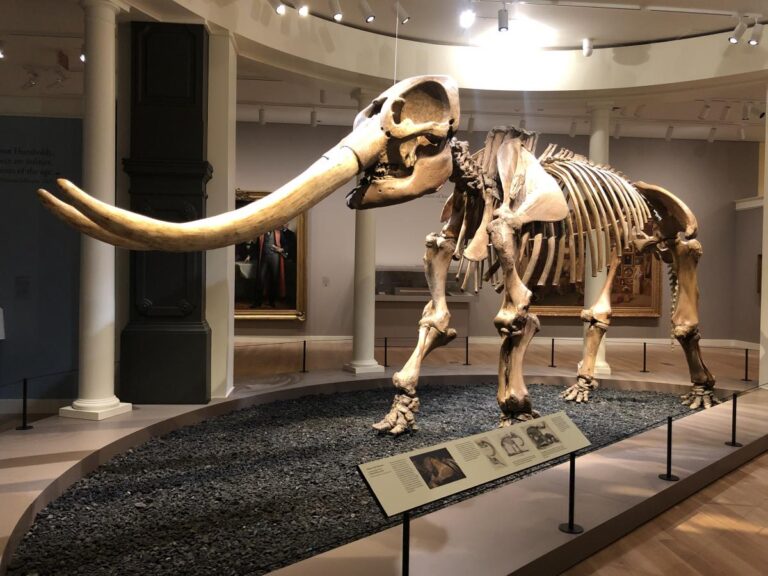 The Mastodon as the State Fossil