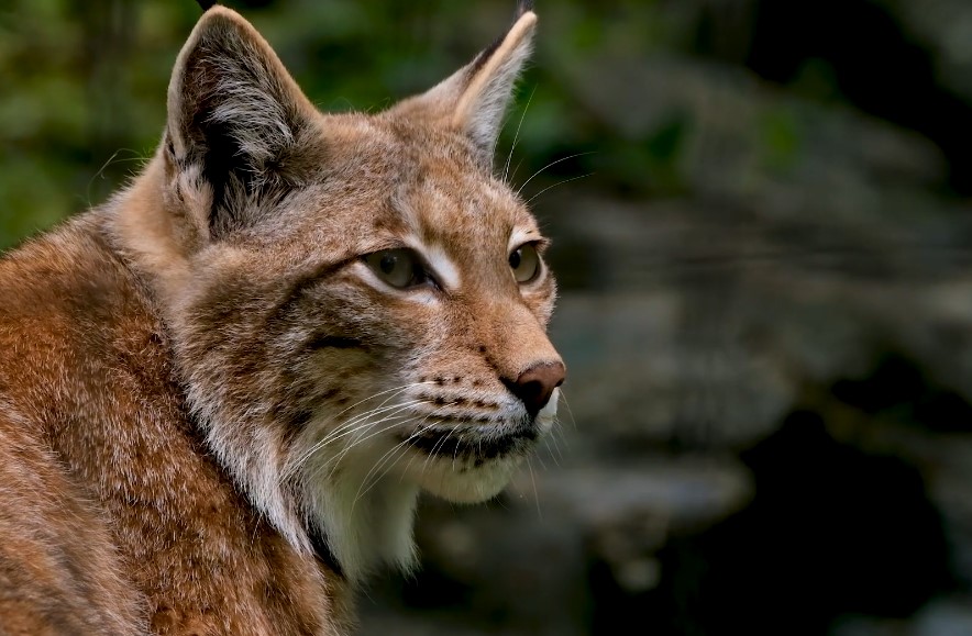 Indiana bobcat habitats